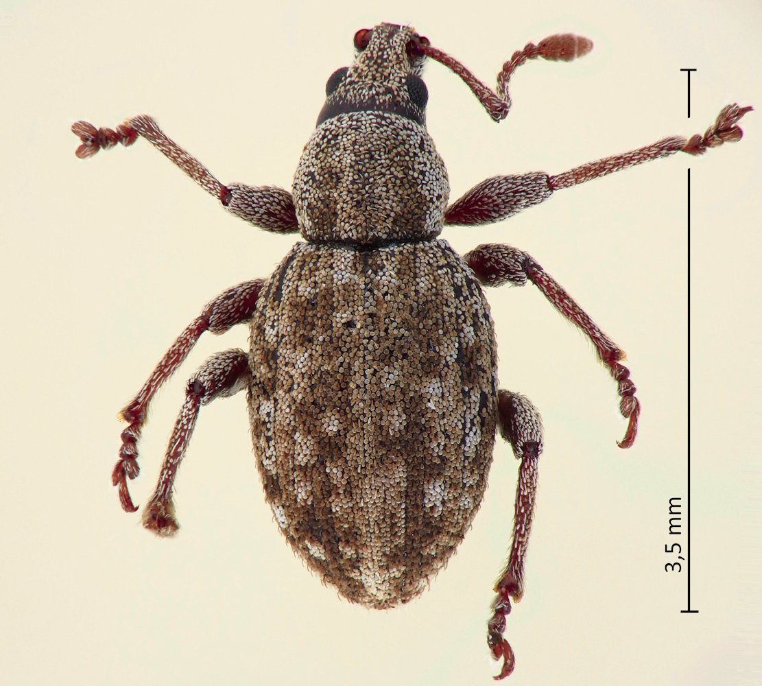 Pseudoperitelus lopezi