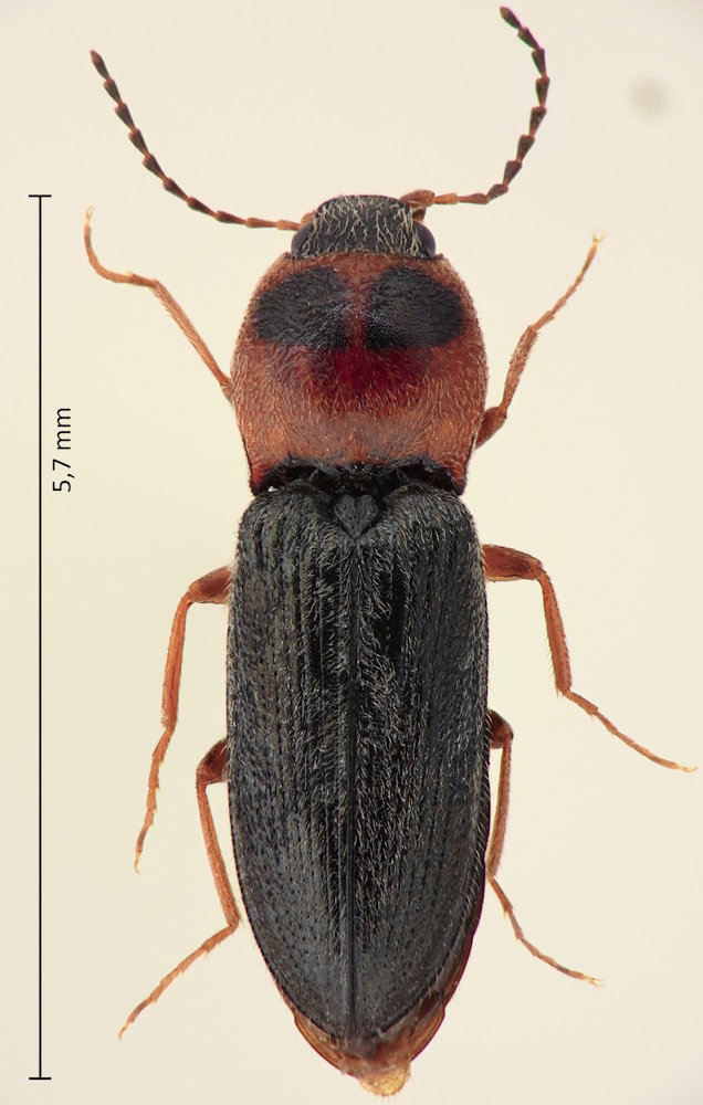 Cardiophorus ulcerosus