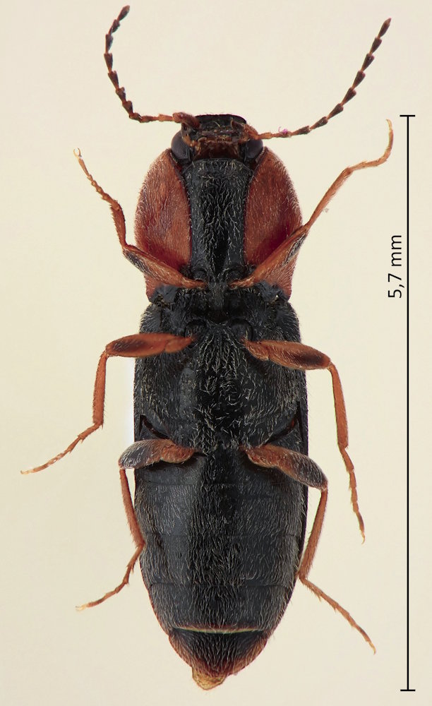 Cardiophorus ulcerosus