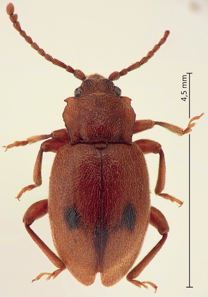 Dapsa opuntiae
