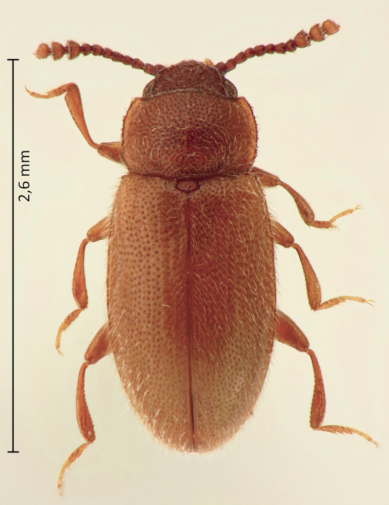 Cryptophilus obliteratus