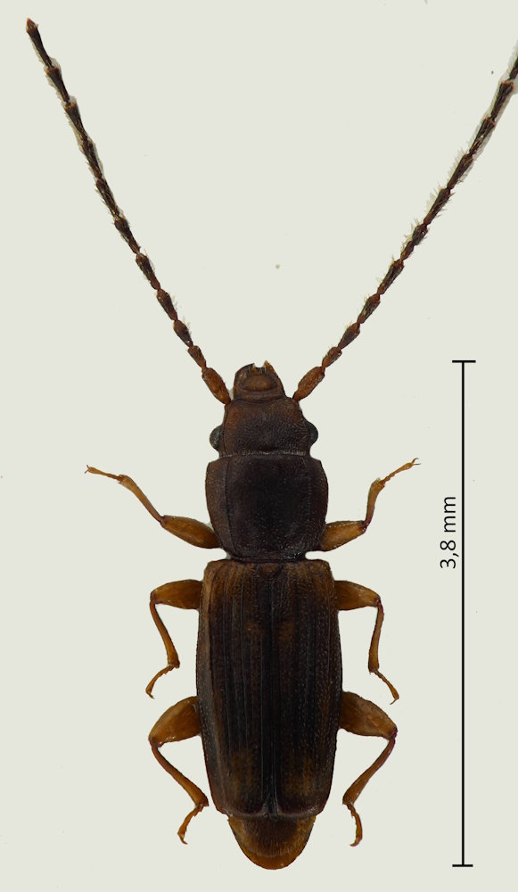 Placonotus donacioides