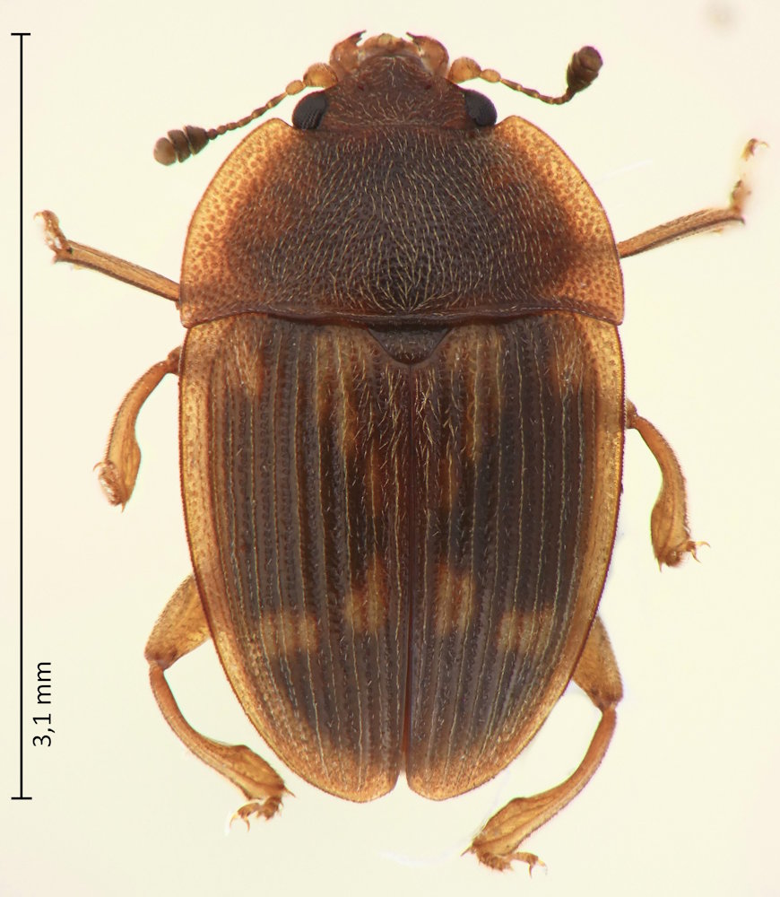 Stelidota geminata