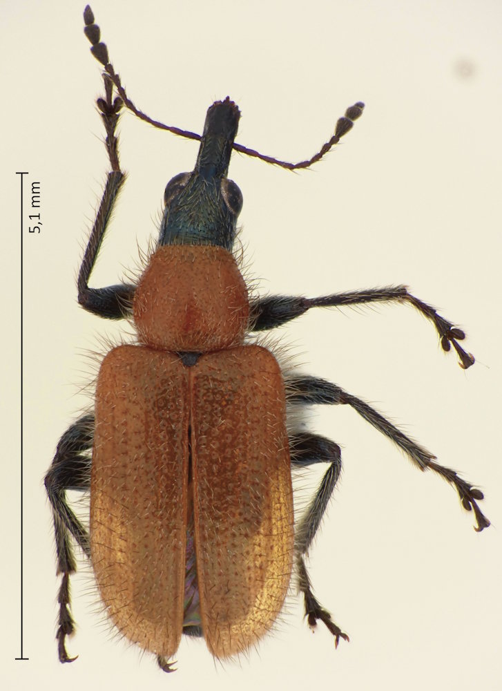 Lasiorhynchites coeruleocephalus