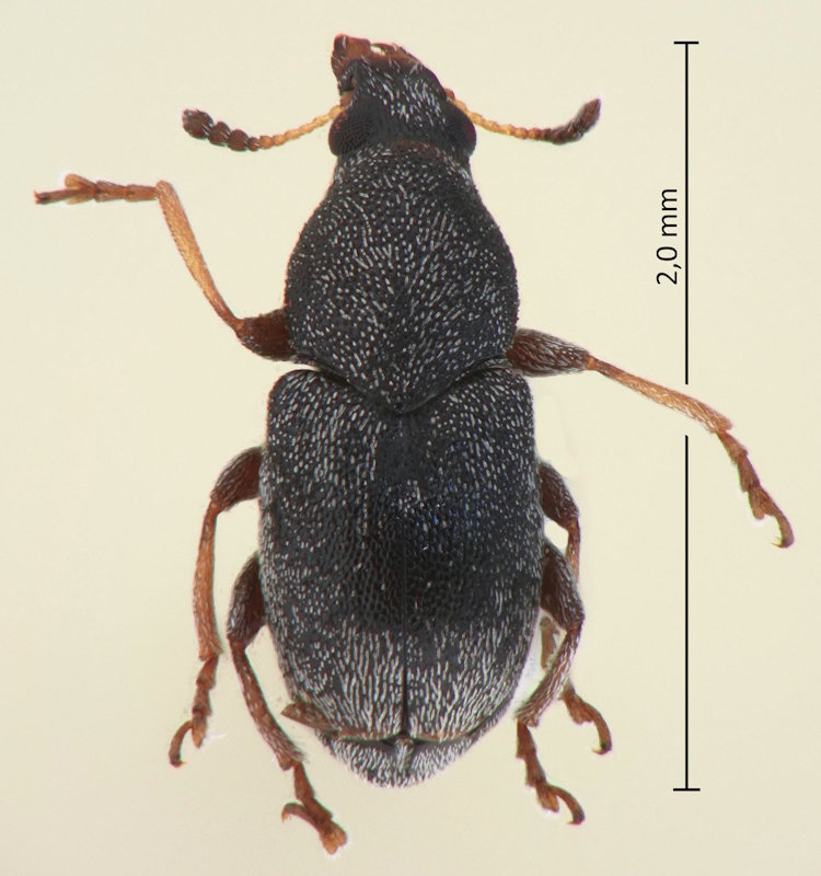 Bruchela pygmaea