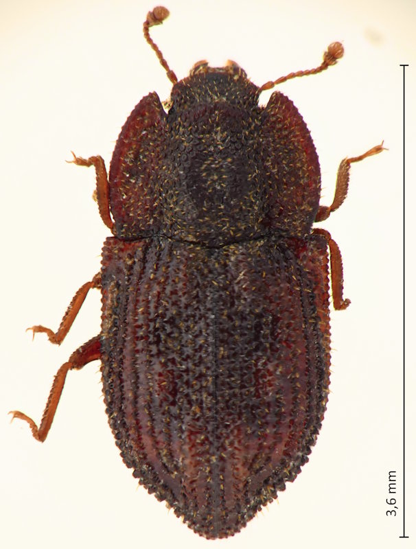 Tarphius elongatus