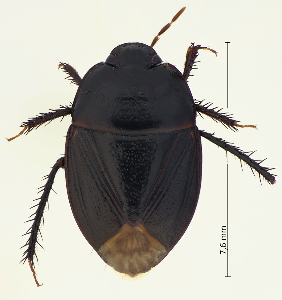 Macroscytus japonensis