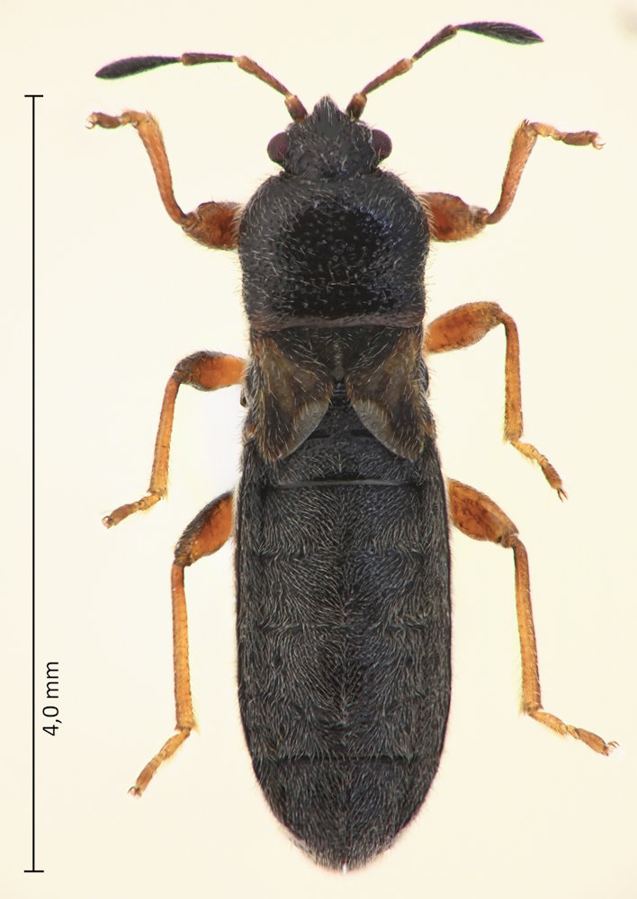 Dimorphoterus japonicus
