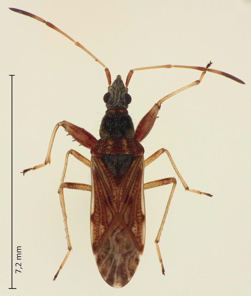 Pamerana scotti