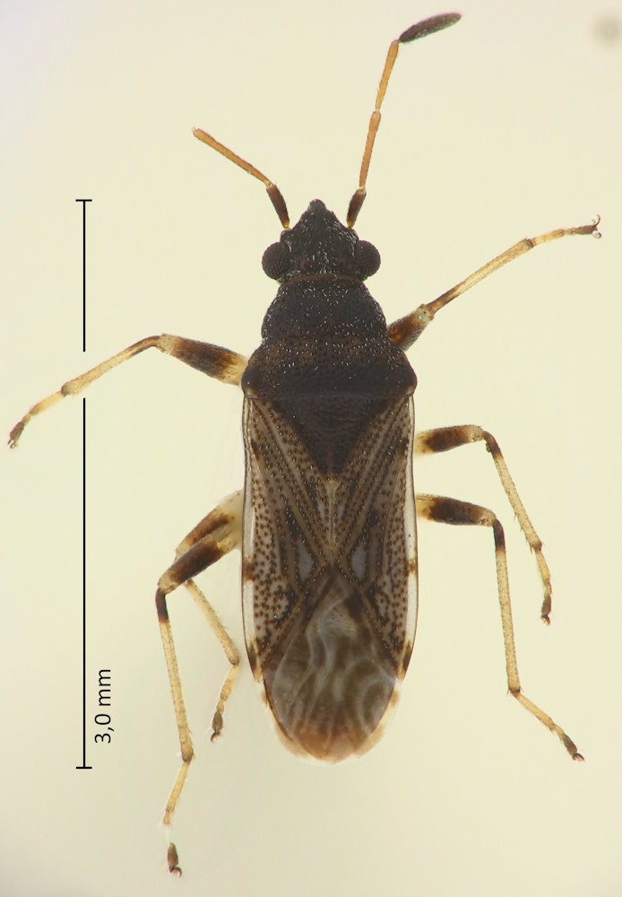Stigmatonotum geniculatum
