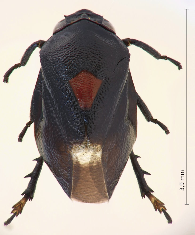 Hindoloides bipunctata