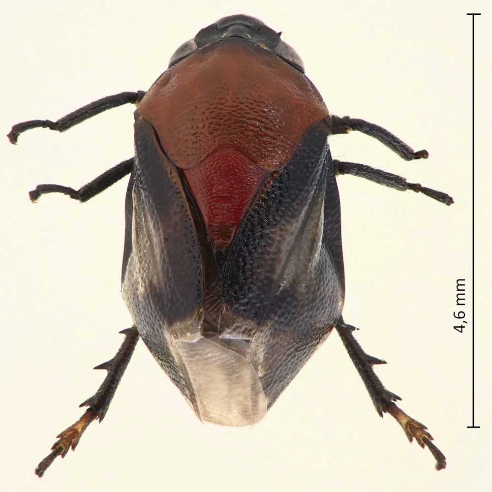 Hindoloides bipunctata
