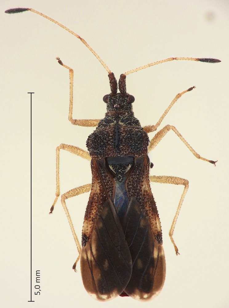Malcus japonicus