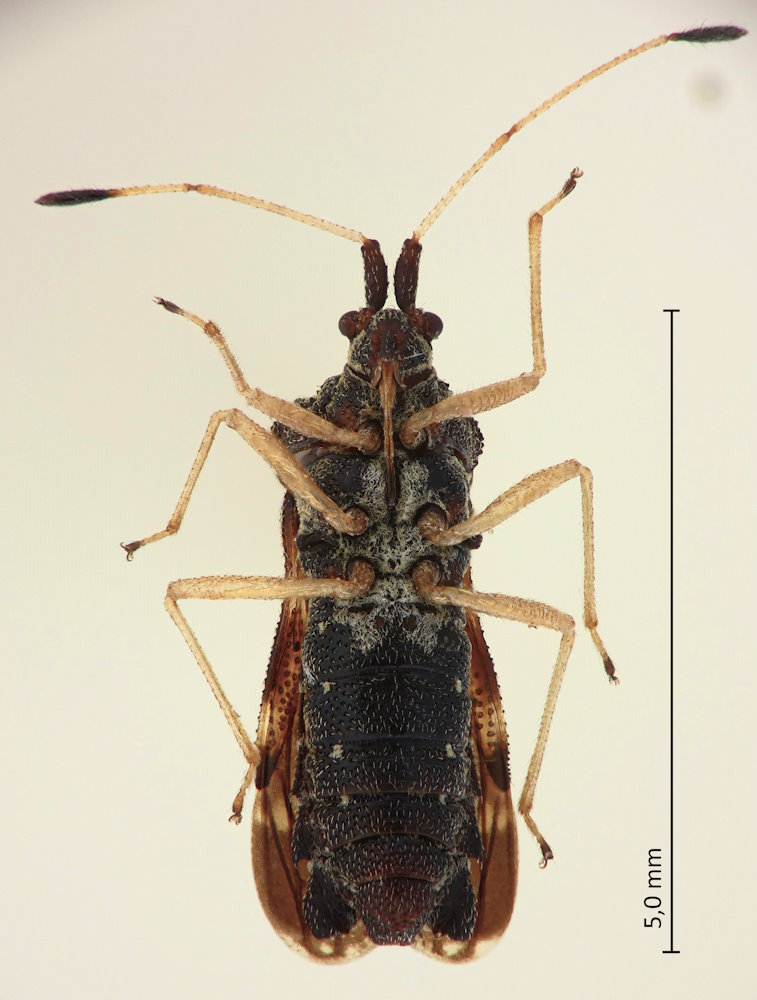 Malcus japonicus