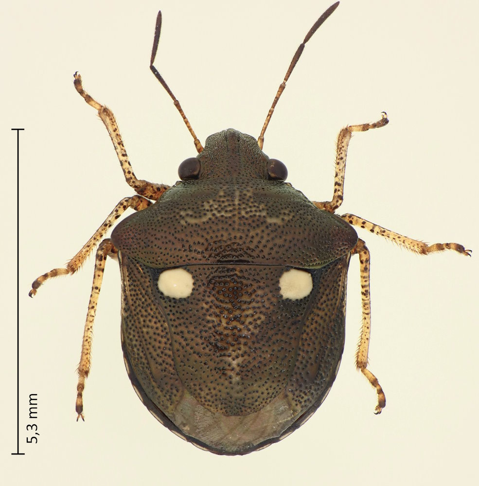Eysarcoris annamita