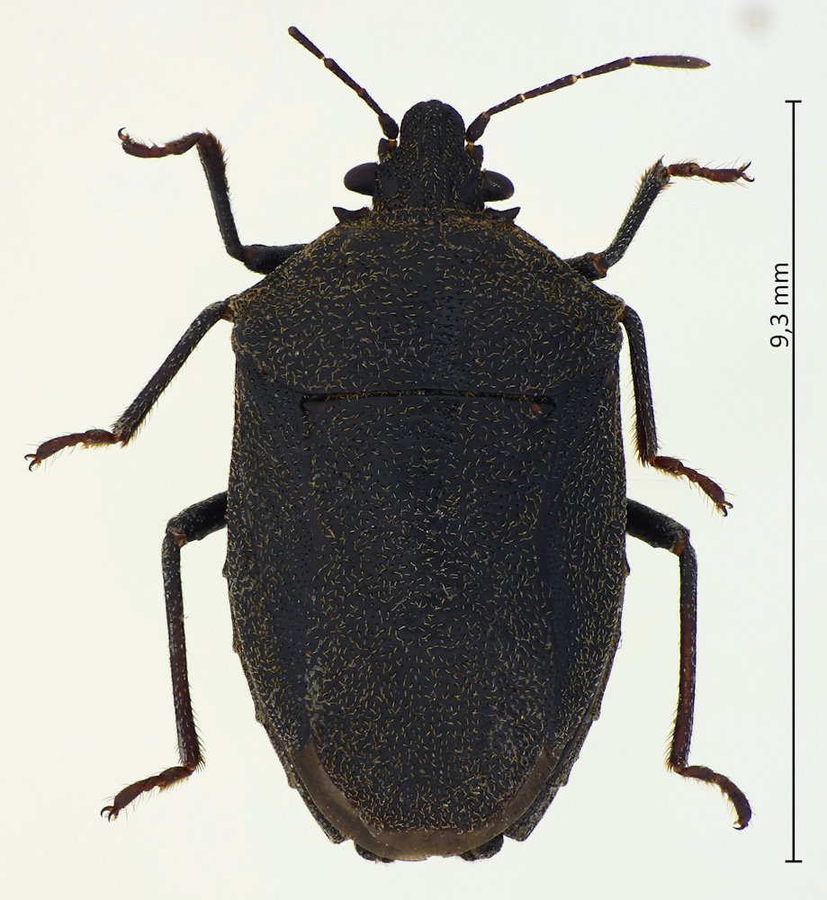 Scotinophara lurida