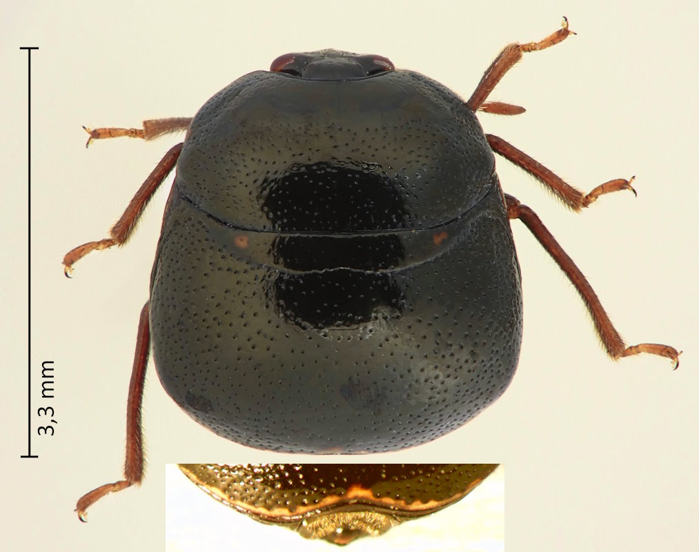 Coptosoma parvipictum