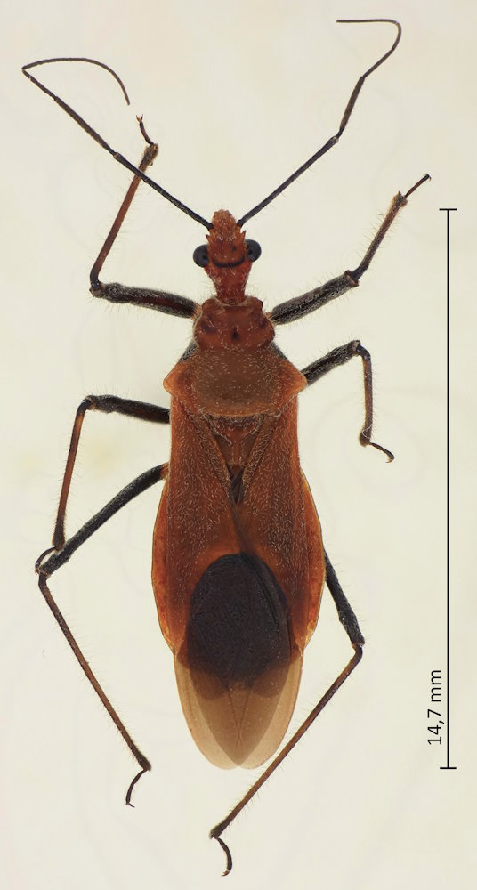 Cydnocoris russatus