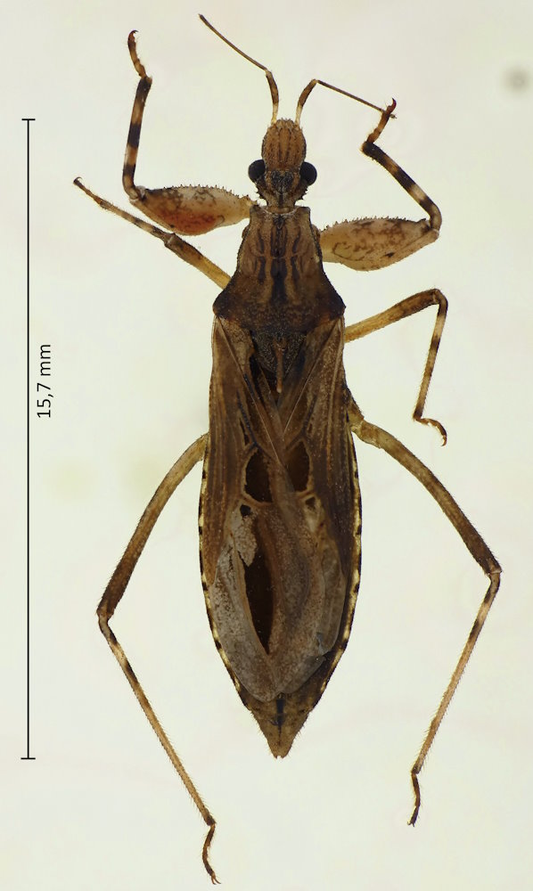 Oncocephalus femoratus